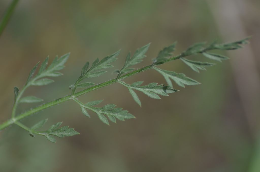 Daucus carota 2